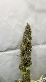 IMG_4902.jpeg