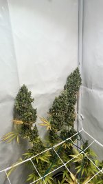 IMG_4898.jpeg