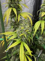 IMG_1282.jpeg