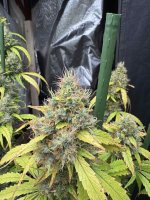 IMG_1274.jpeg
