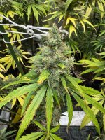 IMG_1278.jpeg