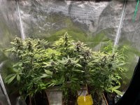 BlueBerry60.JPG