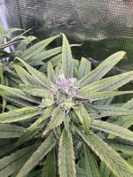 BlueBerry64.JPG