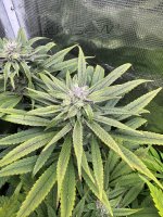 BlueBerry65.JPG
