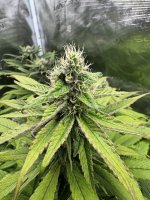 BlueBerry67.JPG
