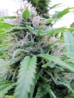 MHI bud cu 10_6 u.jpg