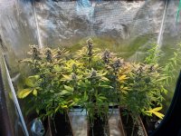 BlueBerry73.JPG