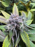 BlueBerry79.JPG