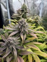 BlueBerry81.JPG