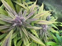 BlueBerry84.JPG