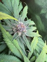 BlueBerry85.JPG