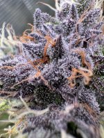 BlueBerry87.JPG