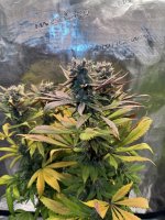 BlueBerry90.JPG BlueBerry90.JPG