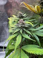 BlueBerry102.JPG BlueBerry102.JPG