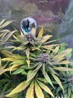 BlueBerry104.JPG BlueBerry104.JPG