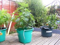 NHS- Middle - July 7 - Flower Begins.jpg