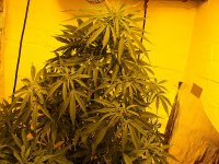 Vertizontal NHS -Force Flower 12-12- Aug2.jpg