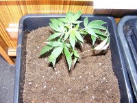 Dreadlock Holiday- Special- Aug 15- Clone.jpg