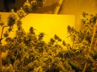 Chemo Haze- 100 Days.jpg