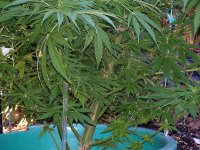 Big Un - NHS- String Bent - Big Plant- Aug20.jpg