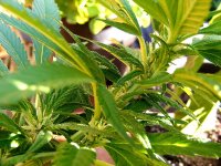 Flowering NHS-Aug20- Evidence Obvious.jpg