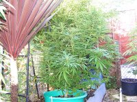 GHE Bio Booster Bloom- Aug 20- NHS 1.jpg