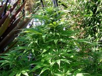 NHS1- Aug21- Post Dithane- Main Cola -Nice.jpg
