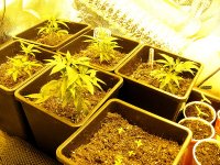 4 Exodus Cheese Aug25-Ortegaand TJseeds.jpg