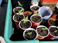 Left- 7 Ortegas And Trichome Jungle Seedlings.jpg