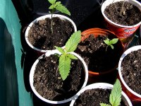 Ortega- Waiting On Allmix Soil - Aug 27-2010.jpg