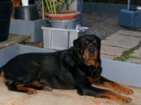 Goodnight Buddy- My Rock- Sept2010.jpg