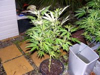 Non Flowering Female NHS- Sept 6-2010.jpg