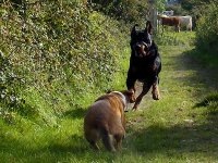 Quick Toto - Look At The Size Of Them Dogs.jpg