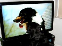 Buddy Hogging The Television- Honestly lol.jpg