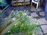 Kiwi Daddy Girl Flowering In U.K-Sept 22.jpg