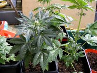 Mr Nice Ortega-Sept 22- 12-12 From Seed.jpg