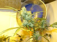 Cheese And MNS Ortega Grow-Sept22.jpg