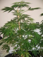 mini-Picture 010.jpg