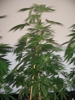 mini-Picture 013.jpg