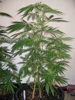 mini-Picture 014.jpg