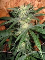 mini-Picture 019.jpg