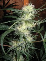 mini-Picture 021.jpg