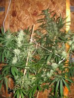 mini-Picture 024.jpg