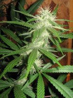 mini-Picture 027.jpg