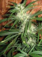 mini-Picture 028.jpg