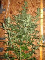 mini-Picture 029.jpg