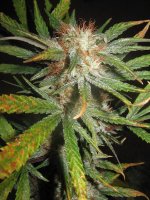 mini-Picture 039.jpg