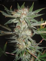 mini-Picture 040.jpg