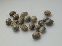 PIC_0013.JPG
