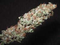 mini-Picture 002.jpg